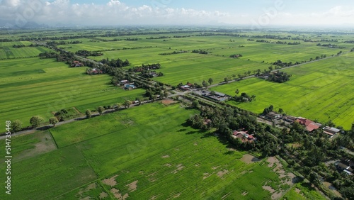 defaultThe Paddy Rice Fields of Kedah and Perlis, Malaysia photo