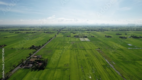 defaultThe Paddy Rice Fields of Kedah and Perlis  Malaysia