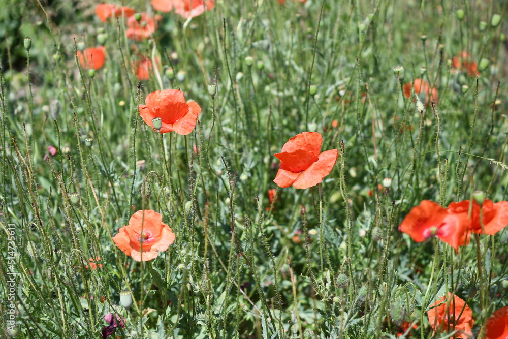 Fototapeta premium łąka
