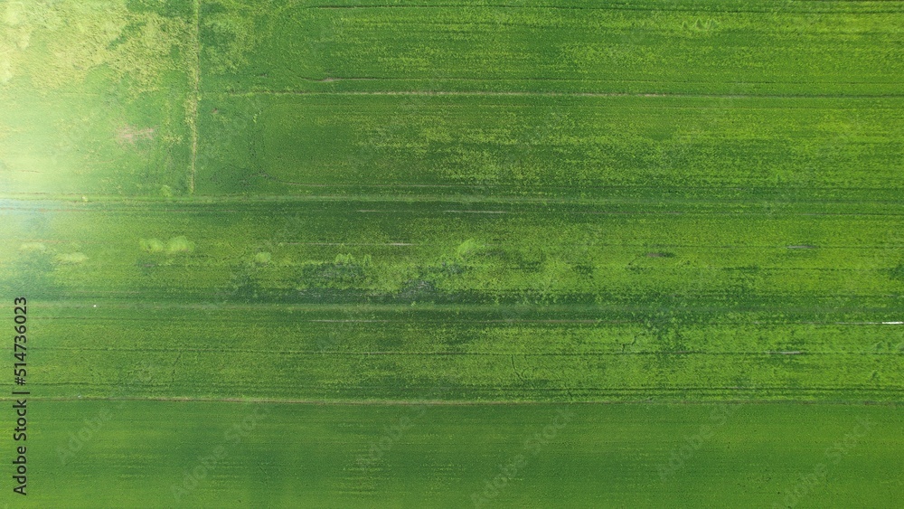 Fototapeta premium The Paddy Rice Fields of Kedah and Perlis, Malaysia