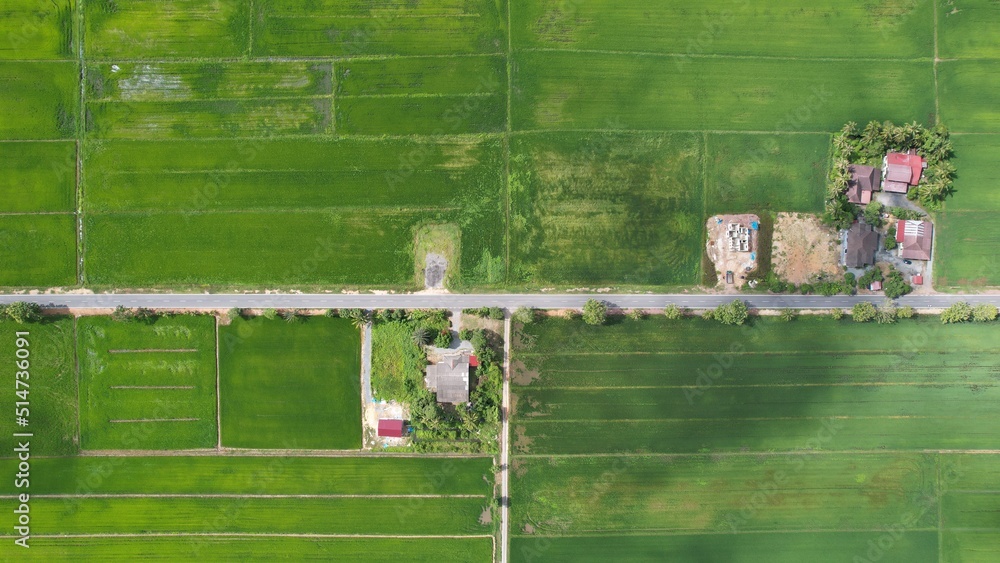 Fototapeta premium The Paddy Rice Fields of Kedah and Perlis, Malaysia
