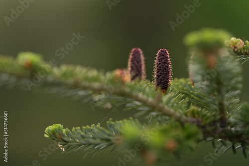 Fresh cones on abies koreana tree in late spring photo