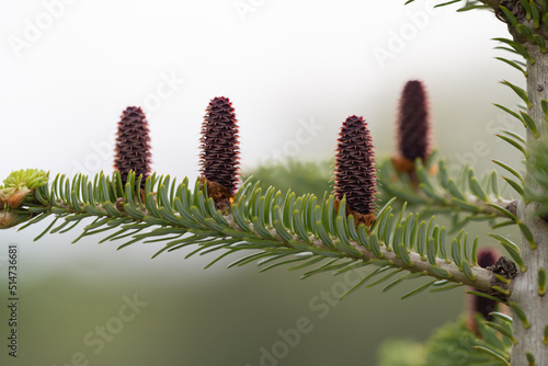 Fresh cones on abies koreana tree in late spring photo