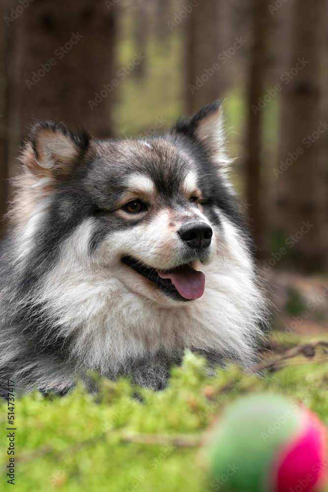 Portrait of a Finnish Lapphund dog outdoors Portrait of a Finnish Lapphund dog outdoors