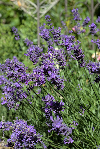 Lavender in the garden in green purple with a metal fence in the background. The background is blurred.