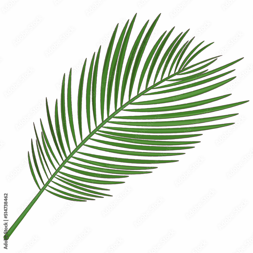 leaf isolated on white leaf isolated on white