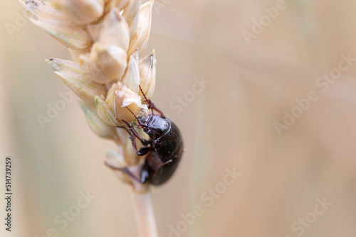 Corn ground beetle Zabrus tenebrionides feeding in a corn-field in Alsace photo