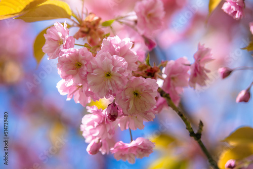  Japanese cherry blossoms on a green natural background 