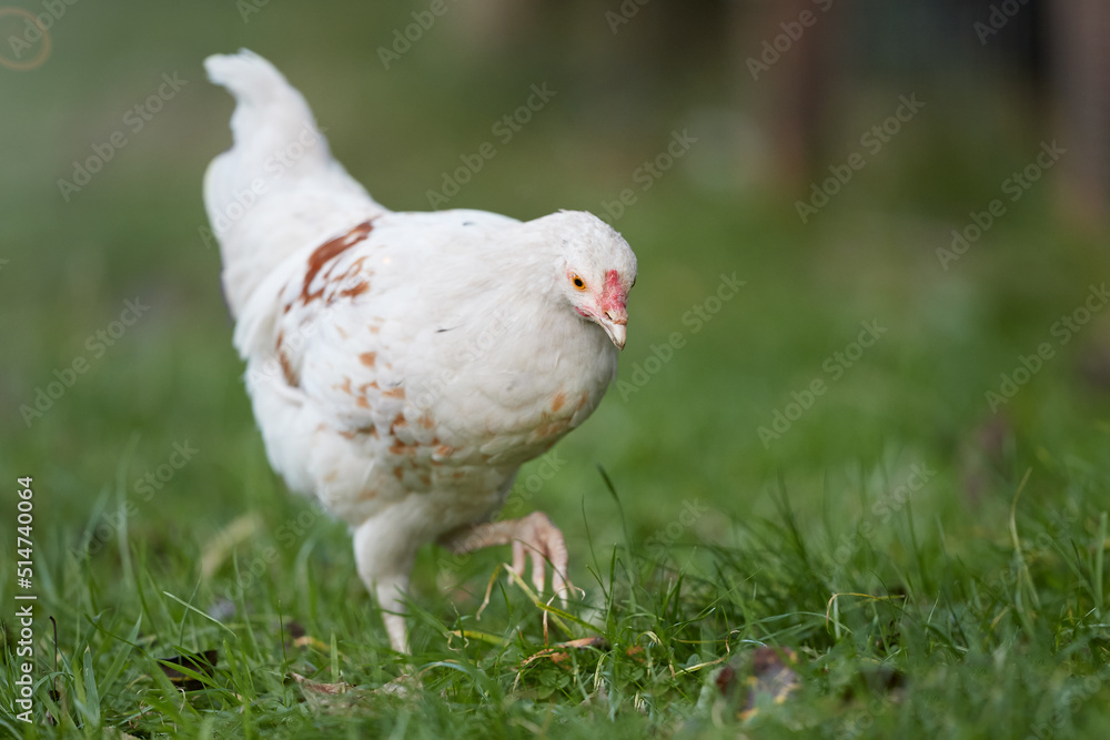 Young white rooster of black Poland chicken Young white rooster of black Poland chicken