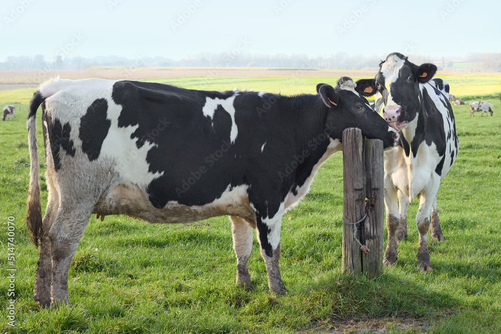 Two black and white cows in pasture