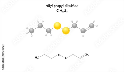 Stylized molecule model/structural formula of allyl propyl disulfide. Aroma of cooked onion.