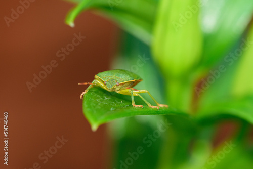 Odorek zieleniak Pentatomidae siedzący na zielonym liściu na brązowym tle