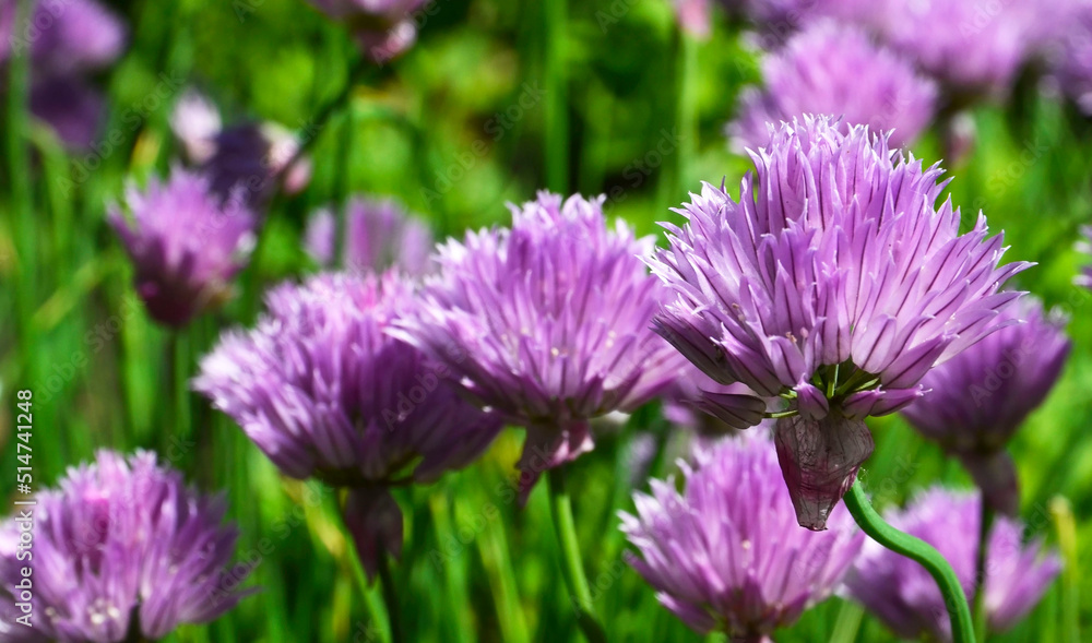 Purple Chives flowers or Allium schoenoprasum in the garden.Summer nature background.Selective focus. Purple Chives flowers or Allium schoenoprasum in the garden.Summer nature background.Selective focus.