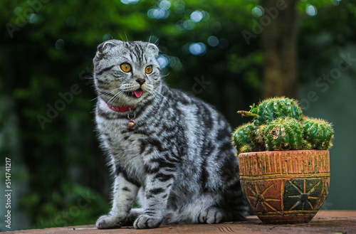 A Brown Scottish Fold cat with beautiful orange eyes sitting on the table in the green park with bokeh from the leaf of the tree background