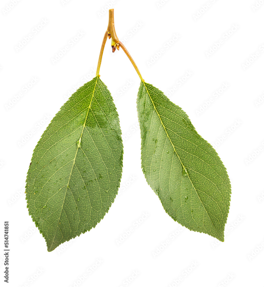 Fototapeta premium Cherry leaf isolated on white background