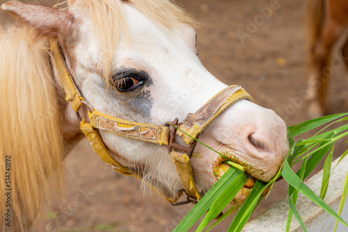 A white dwarf horse is eating grass in a stable.
