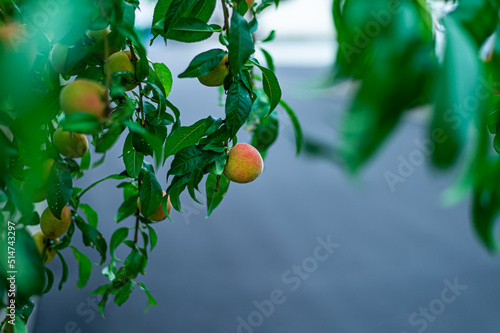 ripe peach in the garden