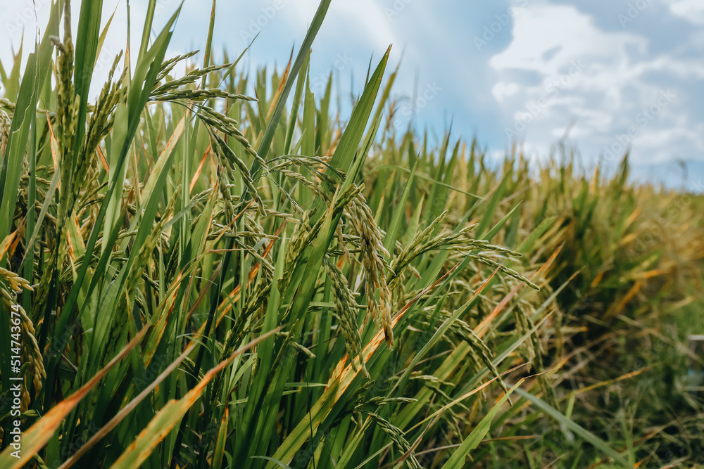 Beautiful golden rice field in the morning.Close-up to thai rice seeds in ear of paddy. Rice field background. Agriculture concept.
Beautiful golden rice field in the morning.Close-up to thai rice seeds in ear of paddy. Rice field background. Agriculture concept.