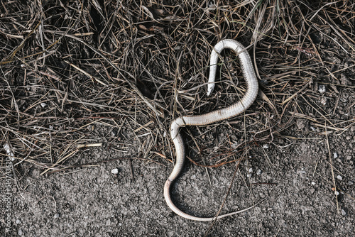 Dead snake on the road near the paddy field. Killed snake, victim of the cars. Natrix natrix. Nonvenomous snake in nature.

