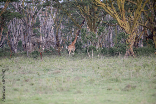 Giraffe in the wild. africa, national park of kenya photo