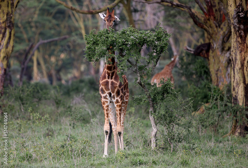 Giraffe in the wild. africa, national park of kenya photo