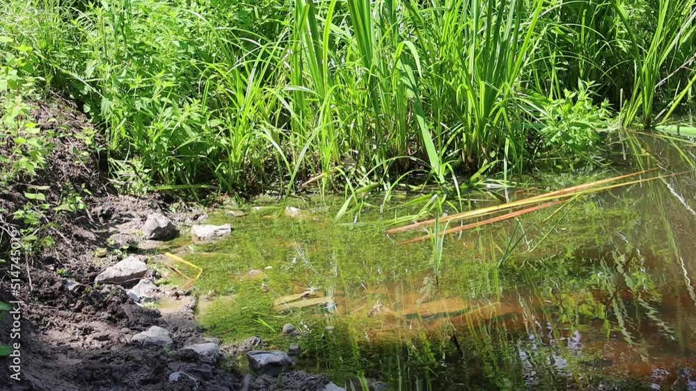 Frogs sitting at the edge of a pond and jumping in the water in slow motion Frogs sitting at the edge of a pond and jumping in the water in slow motion