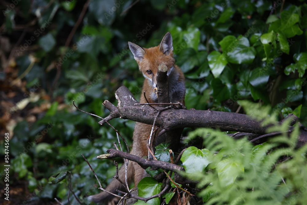 Urban fox cubs exploring the garden Urban fox cubs exploring the garden