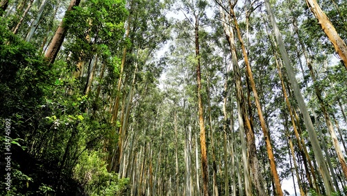 Beautiful natural woods pattern formed by Eucalyptus trees in forest in Gudalur to Ooty road. Amazing landscape view of natural pattern for tourists. Perfect for relaxation and familytime. photo