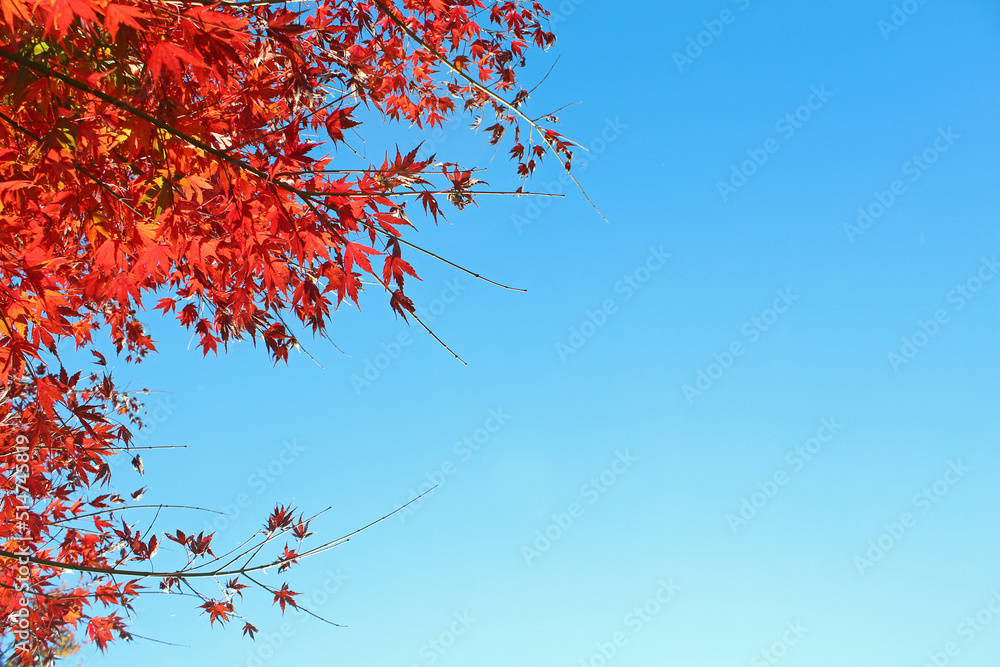 紅葉と青空