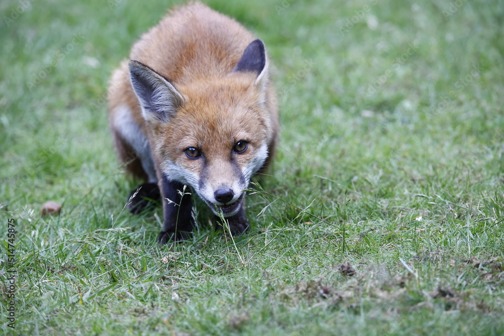 Fototapeta premium Urban fox cubs exploring the garden