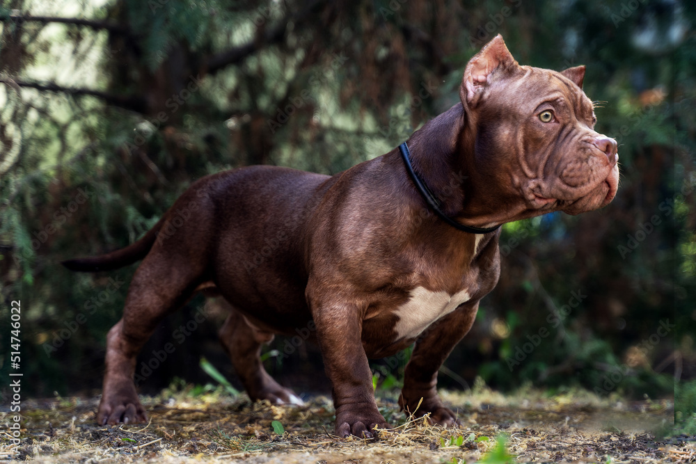 Cute grown puppy of American Bully breed, with strong body and serious face expression, of brown color, standing on green trees background. Exotic new breed, outdoor, soft selective focus, copy space.