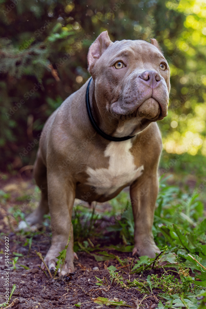 Cute puppy of American Bully breed, with strong body and serious face expression, of lilac beige color, standing on the grownd in front of green trees. Exotic new breed, outdoor, soft selective focus. Cute puppy of American Bully breed, with strong body and serious face expression, of lilac beige color, standing on the grownd in front of green trees. Exotic new breed, outdoor, soft selective focus.