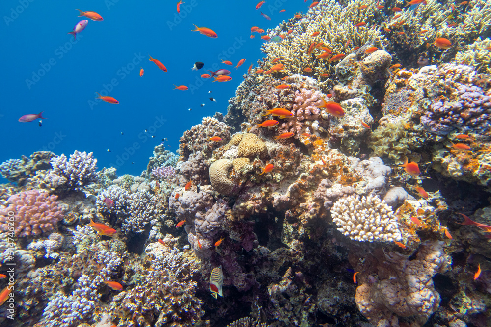 Fototapeta premium Colorful, picturesque coral reef at bottom of tropical sea, hard and soft corals with Anthias fishes, underwater landscape