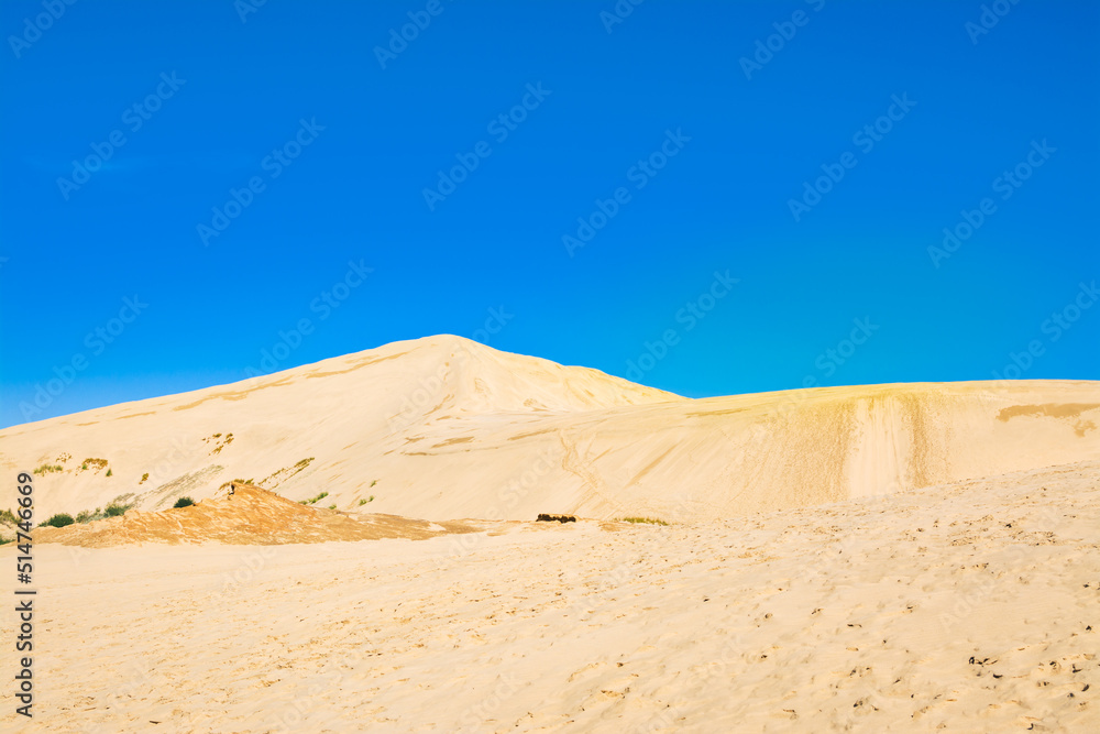 Golden cones of Giant sand dunes under cloudless blue sky. Te Paki, Northland, Far North, New Zealand