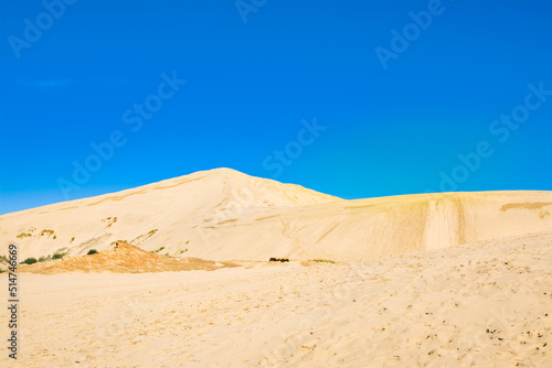 Golden cones of Giant sand dunes under cloudless blue sky. Te Paki, Northland, Far North, New Zealand