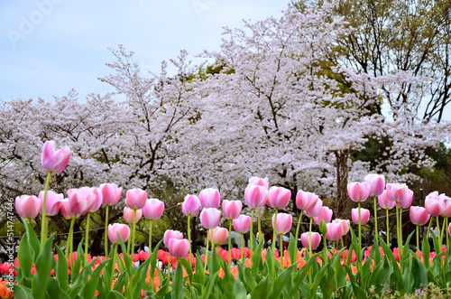 桜　チューリップ