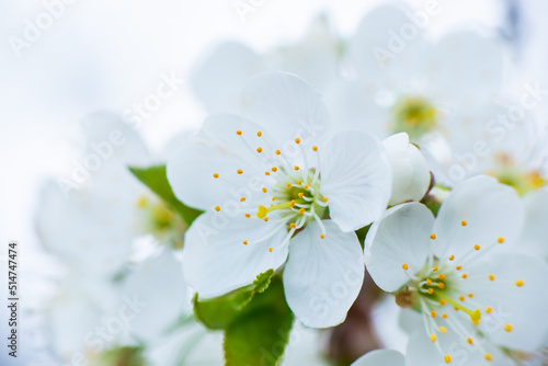 White cherry flowers on a branch on a sunny day on a light background. Spring snow-white bloom in a garden or park