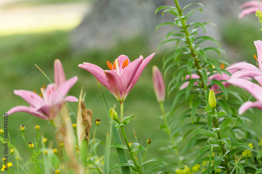 a group of blooming pink lilies in the front garden a group of blooming pink lilies in the front garden