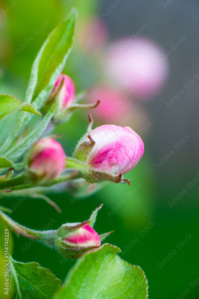 Pink buds of unopened apple tree flowers on a branch on a sunny day against a green foliage background. Spring bloom in a garden or park Pink buds of unopened apple tree flowers on a branch on a sunny day against a green foliage background. Spring bloom in a garden or park