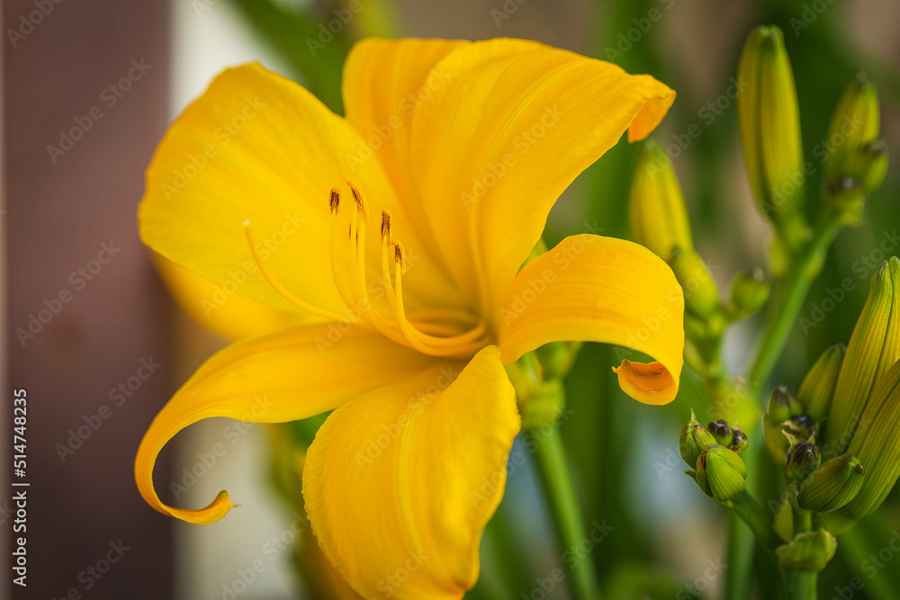 Obraz premium a newly opened yellow lily in the side lily garden