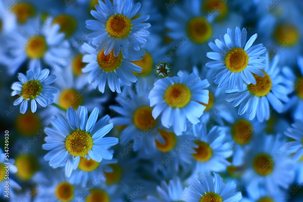 Fototapeta premium texture background flowers chamomile white top view summer daisy