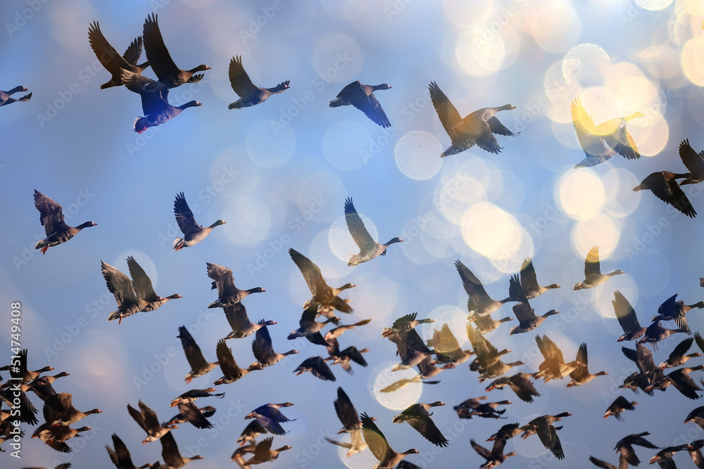 geese flock against the sky freedom wildlife birds - obrazy, fototapety, plakaty 