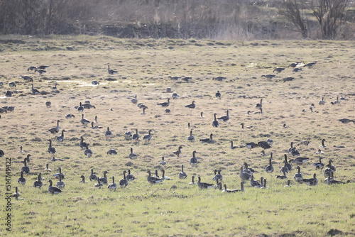 migratory geese flock in the spring in the field