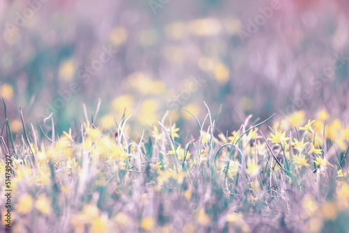 goose onion lawn background small spring yellow flowers