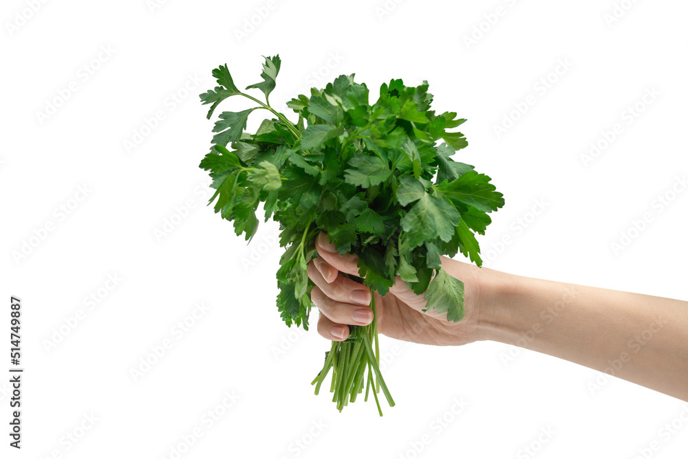 A bunch of parsley in woman hand isolated on white background. A bunch of parsley in woman hand isolated on white background.