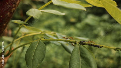 ant on a branch