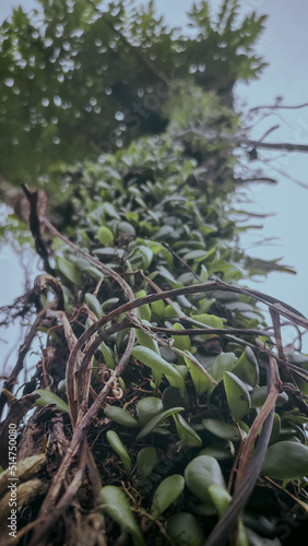 green moss on the rocks