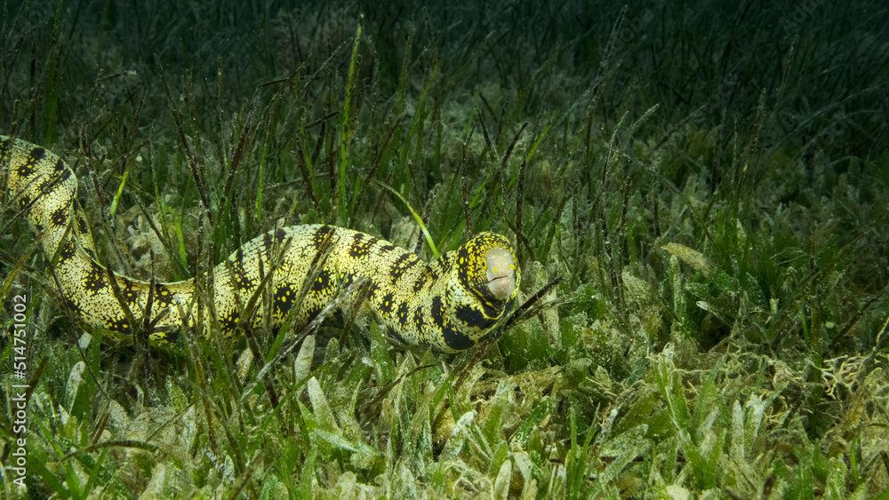 Obraz premium Close-up of Moray slowly swims in green seagrass. Snowflake moray or Starry moray ell (Echidna nebulosa) on Seagrass Zostera. Red sea, Egypt
