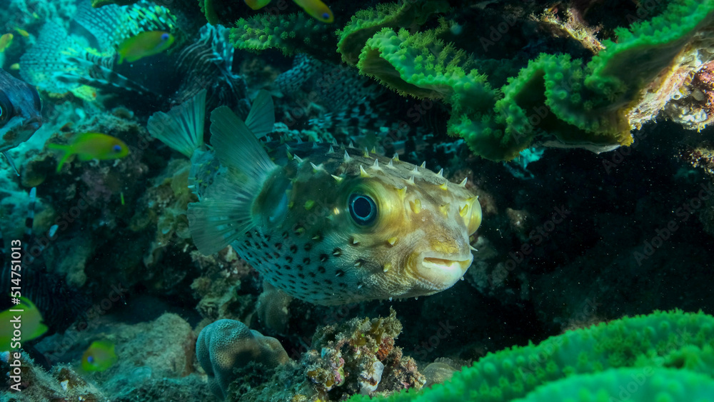 Porcupinefish is hiding under under Lettuce coral. Ajargo, Giant Porcupinefish or Spotted Porcupine Fish (Diodon hystrix) and Lettuce coral or Yellow Scroll Coral (Turbinaria reniformis). Red sea