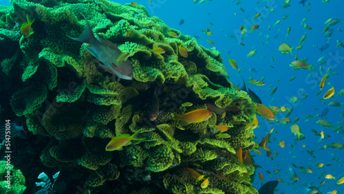 School of Lyretail Anthias or Sea Goldie (Pseudanthias squamipinnis) swims near Lettuce coral or Yellow Scroll Coral (Turbinaria reniformis). Red sea, Egypt photo